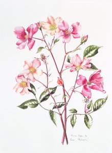 Rosa "Change", 1996 tekijältä Alison Cooper